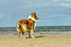 standing Collie