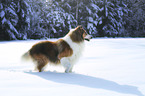 Collie