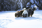 2 Collies