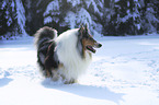 Collie