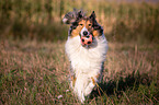 playing longhaired Collie