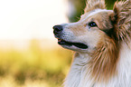 longhaired Collie Portrait