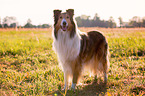 longhaired Collie