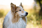 longhaired Collie Portrait