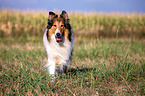 walking longhaired Collie