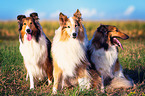 3 longhaired Collies