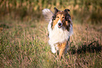 walking longhaired Collie