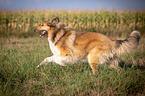 running longhaired Collie
