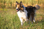 walking longhaired Collie