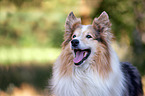 longhaired Collie Portrait
