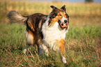 playing longhaired Collie