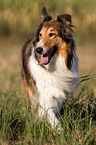 walking longhaired Collie