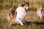 running longhaired Collie