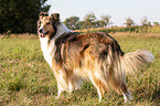 longhaired Collie