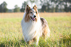 longhaired Collie