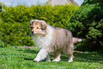 walking longhaired Collie Puppy