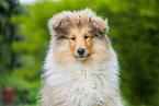 longhaired Collie Puppy Portrait