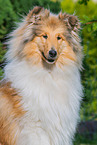 longhaired Collie portrait