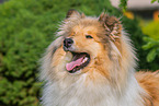 longhaired Collie portrait