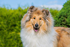 standing longhaired Collie