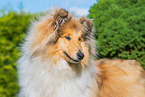 standing longhaired Collie