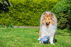 standing longhaired Collie