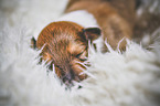 sleeping Collie Puppy