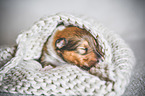 sleeping Collie Puppy