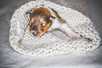 sleeping Collie Puppy