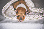 sleeping Collie Puppy