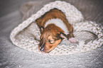 sleeping Collie Puppy