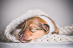 sleeping Collie Puppy