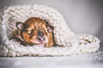sleeping Collie Puppy