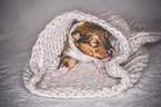 sleeping Collie Puppy