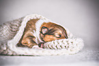 sleeping Collie Puppy