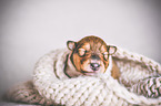 sleeping Collie Puppy