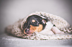 sleeping Collie Puppy