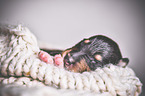 sleeping Collie Puppy