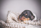 sleeping Collie Puppy