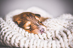 sleeping Collie Puppy