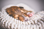 sleeping Collie Puppy