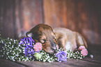sleeping Collie Puppy