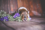 sleeping Collie Puppy