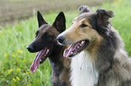 Collie with Malinois