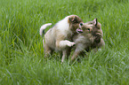 playing Collie Puppies