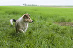walking Collie Puppy