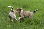 playing Collie Puppies