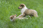 playing Collie Puppies