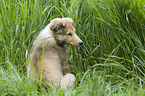 sitting Collie Puppy