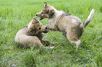 playing Collie Puppies